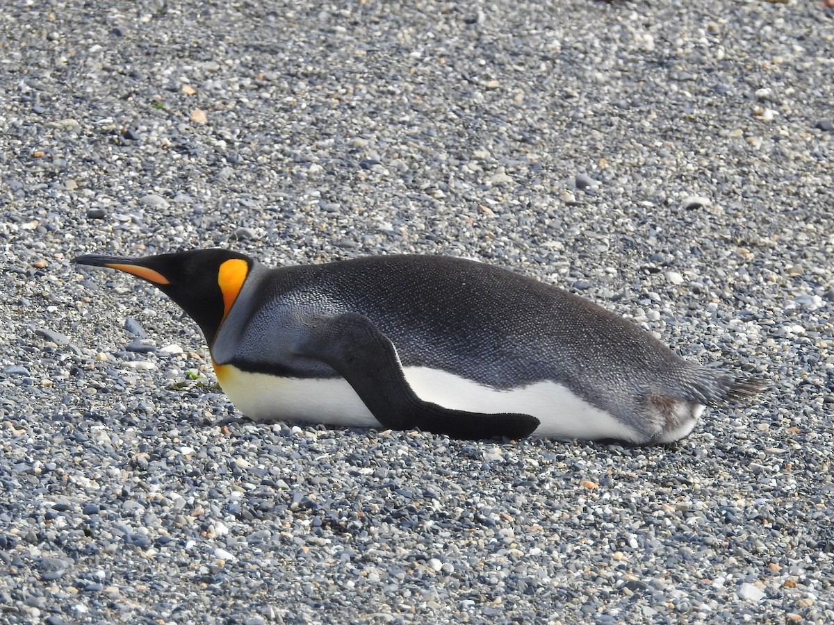 Pingüino Rey - ML615441216