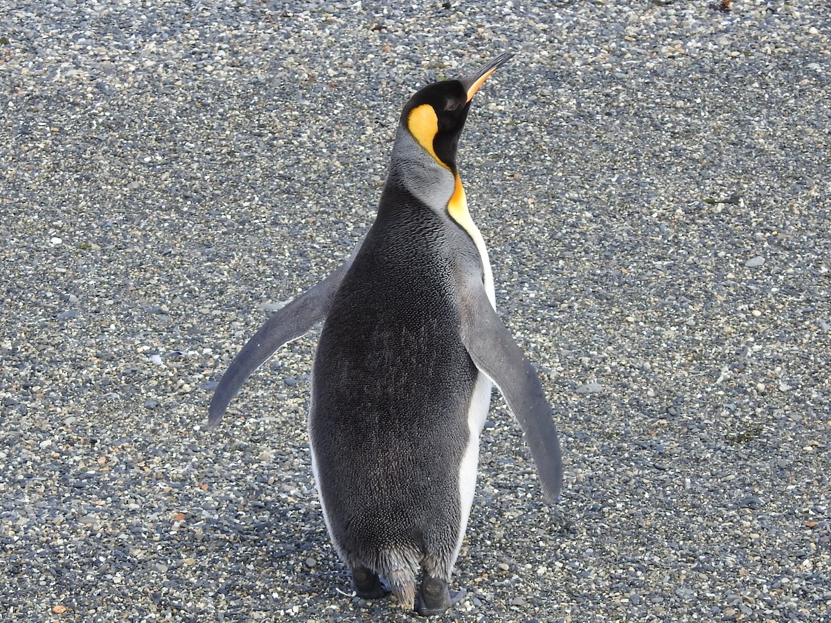 Королевский пингвин - ML615441217