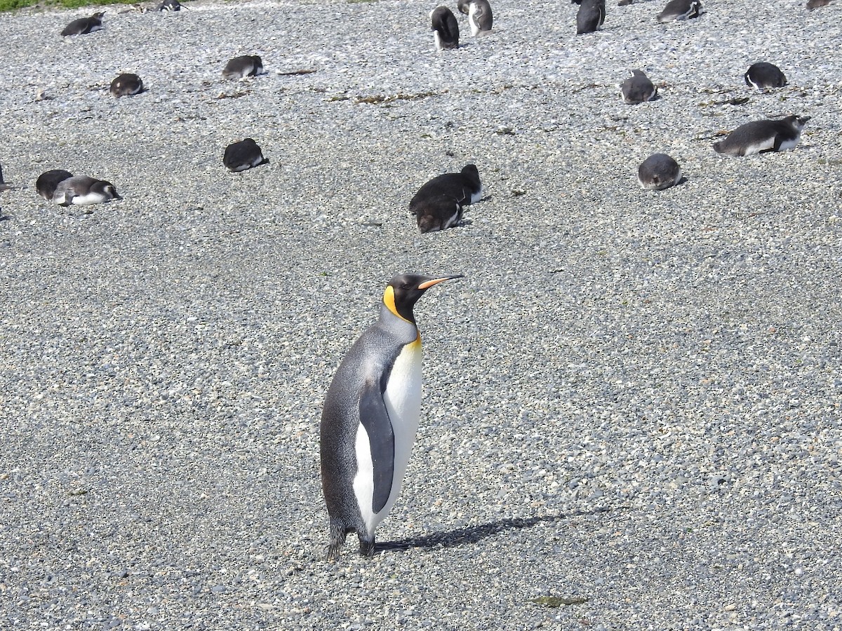 Королевский пингвин - ML615441220