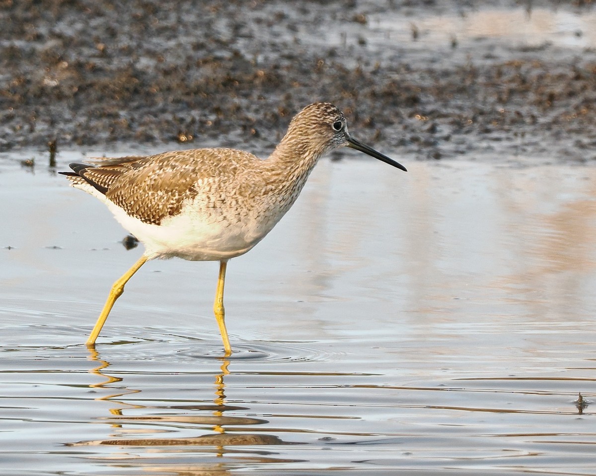 Greater Yellowlegs - ML615441227