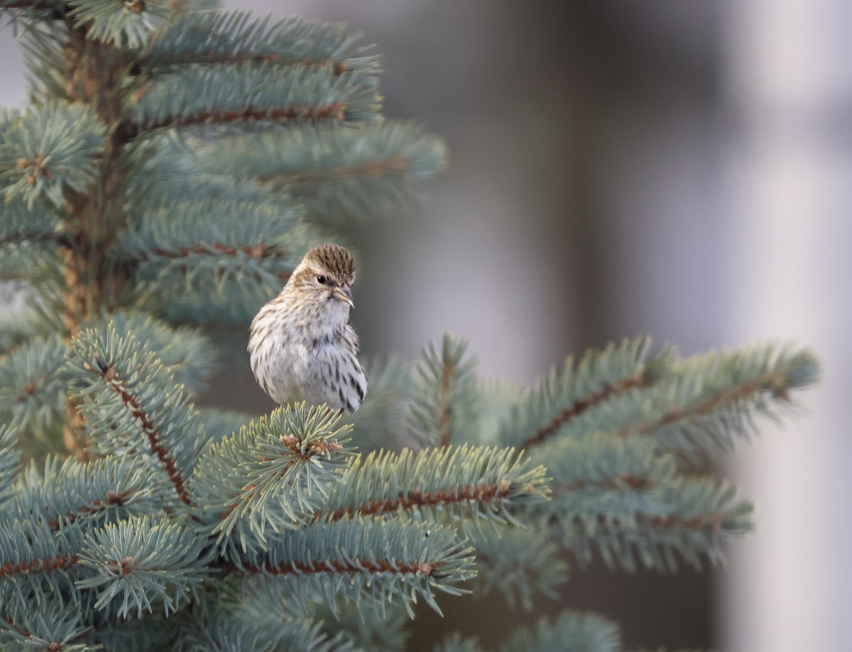 Pine Siskin - ML615441252