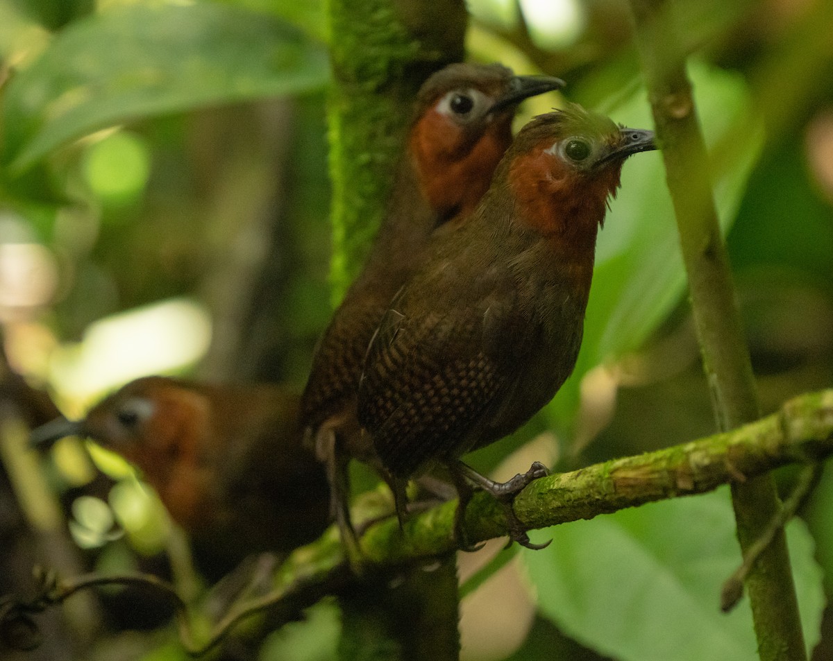 Song Wren - Debra Craig