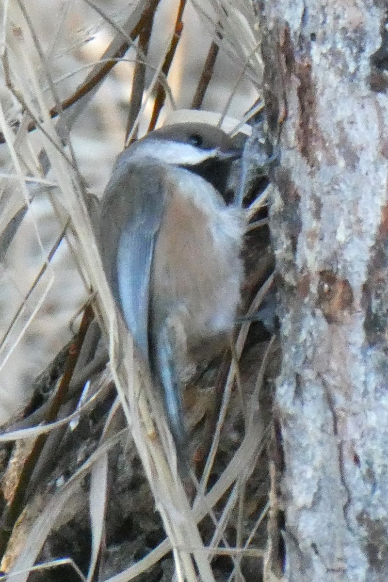 Boreal Chickadee - ML615441298