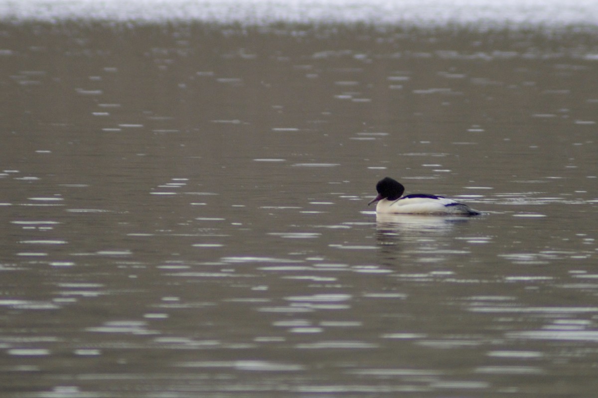 Common Merganser - Ben Armstrong