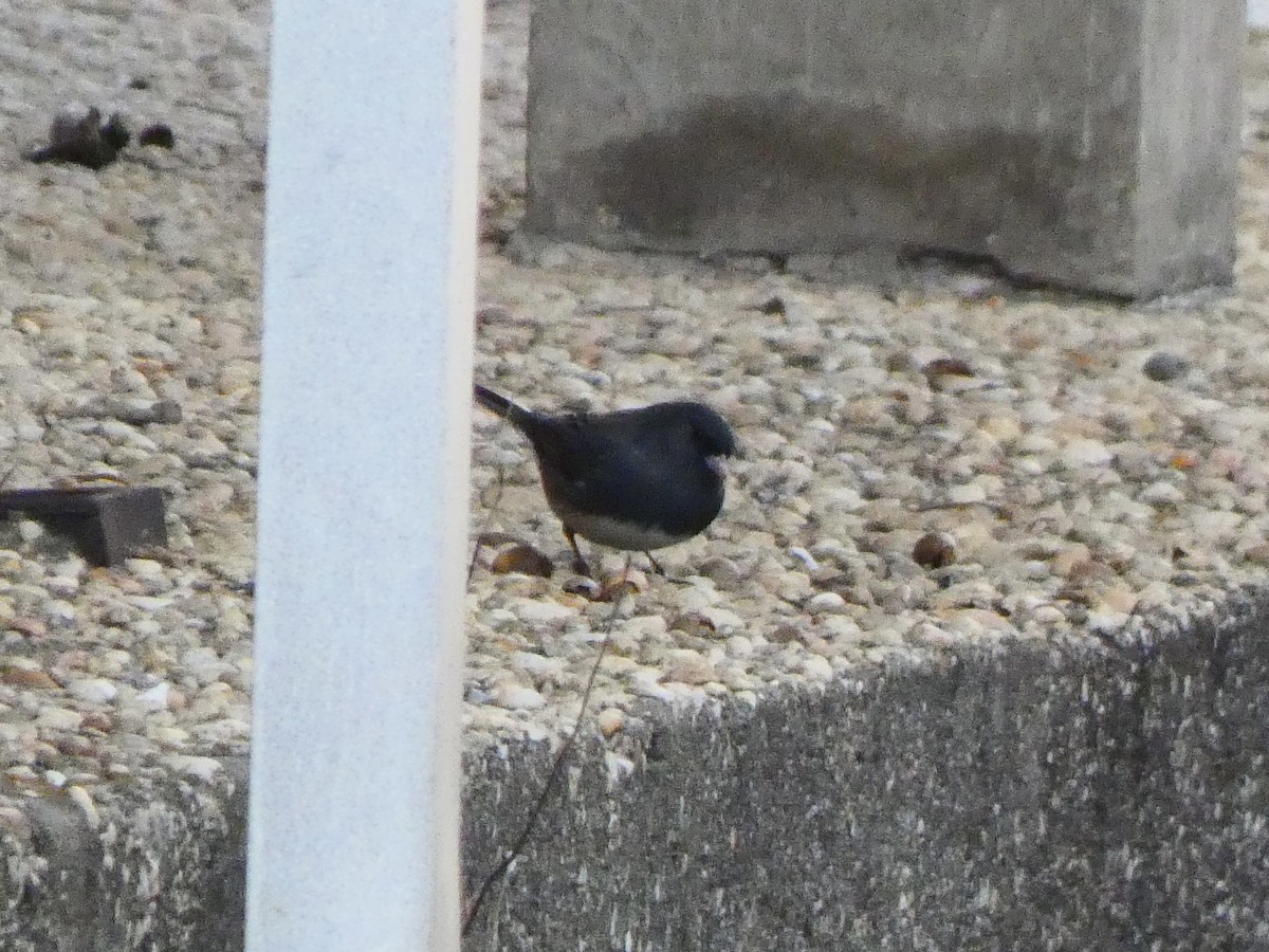 Dark-eyed Junco (Slate-colored) - Eric Plage