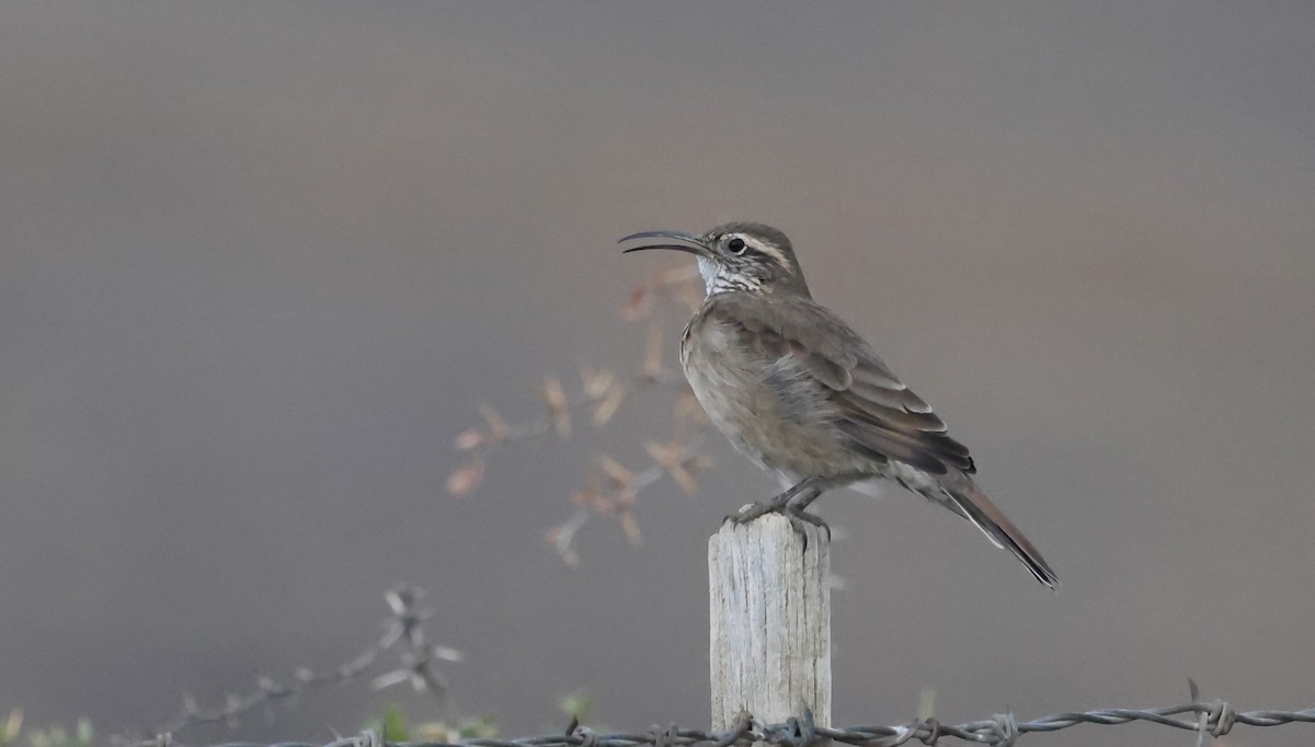 Scale-throated Earthcreeper - Anne Bielamowicz