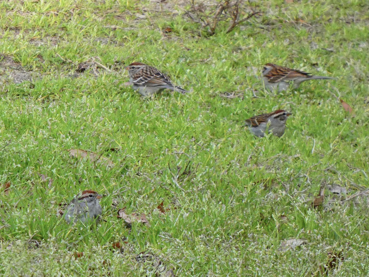 Chipping Sparrow - Eric Plage