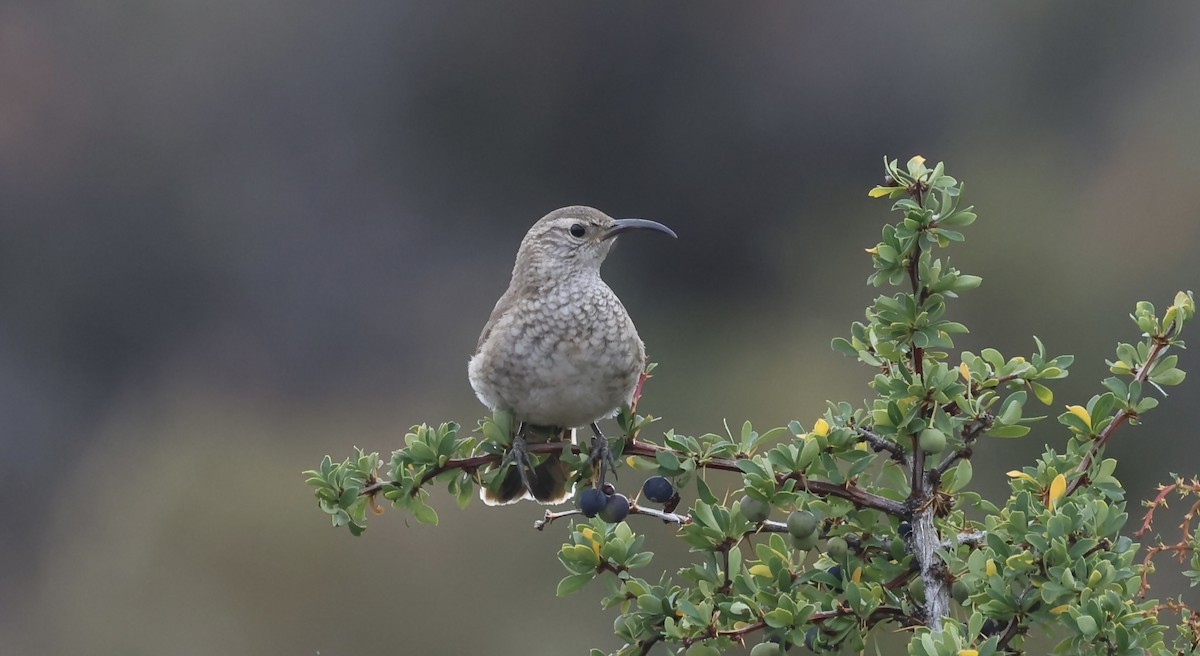 Scale-throated Earthcreeper - ML615441387