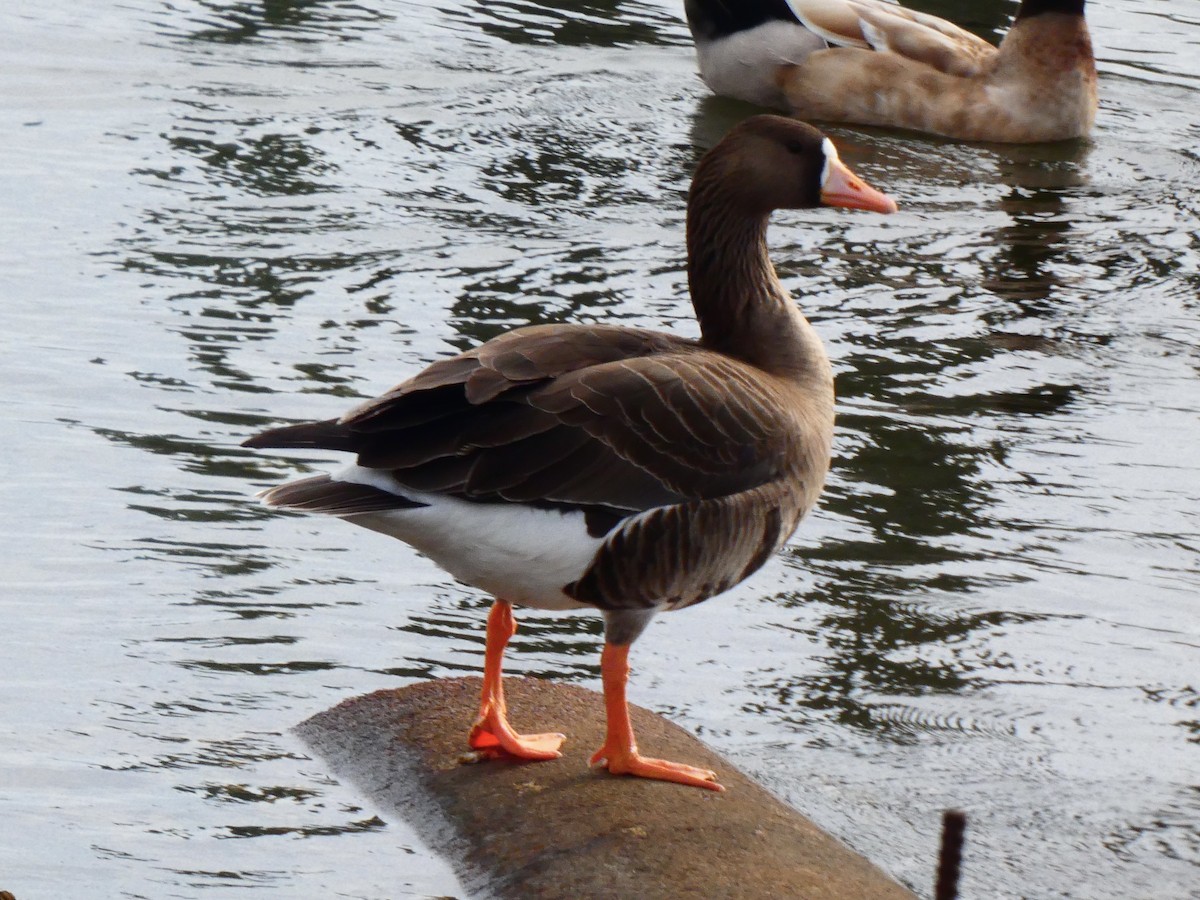 Greater White-fronted Goose - ML615441416