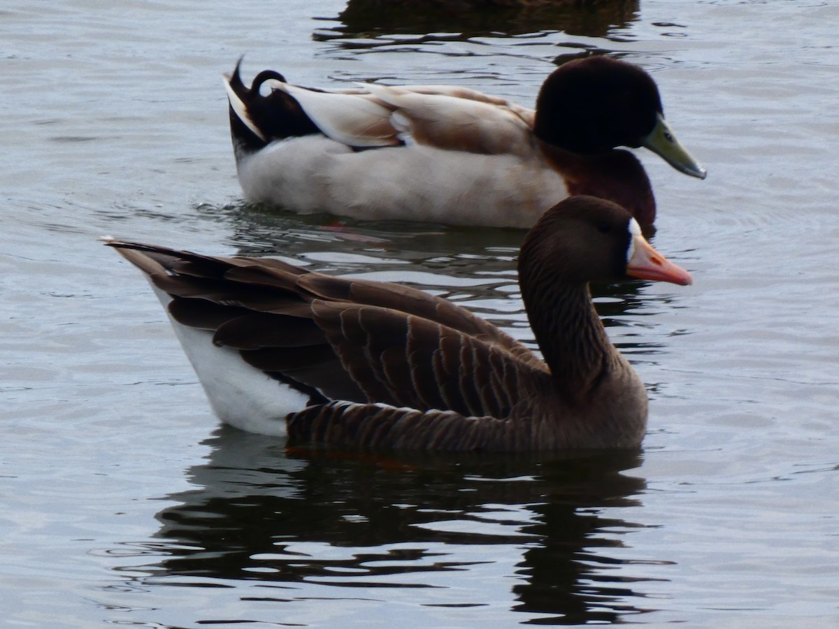 Greater White-fronted Goose - ML615441417