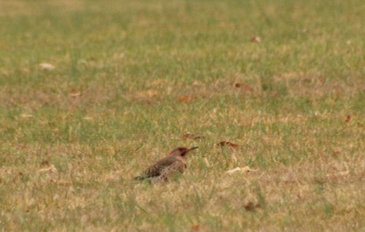 Northern Flicker - ML615441433