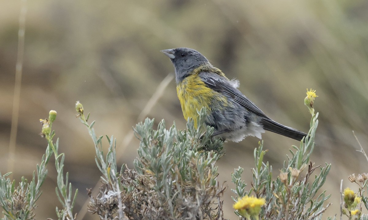 Gray-hooded Sierra Finch - ML615441458