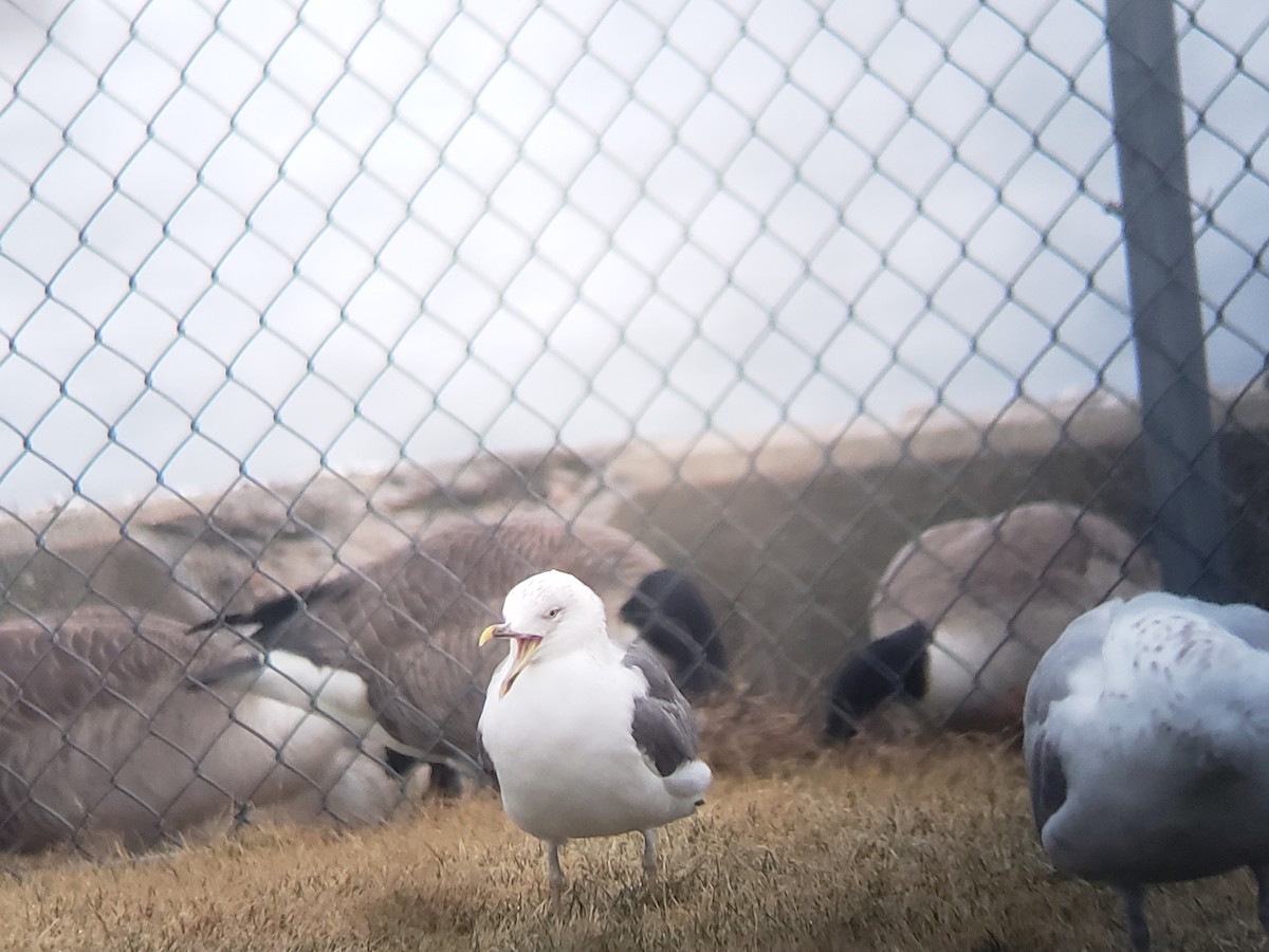 Lesser Black-backed Gull - ML615441461