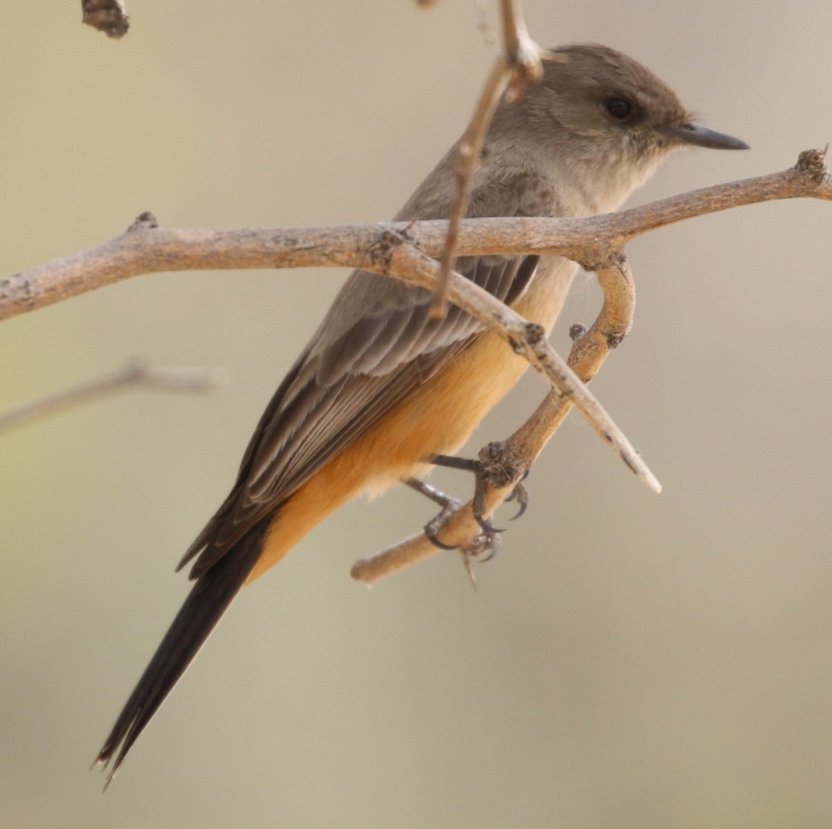 Say's Phoebe - ML615441474