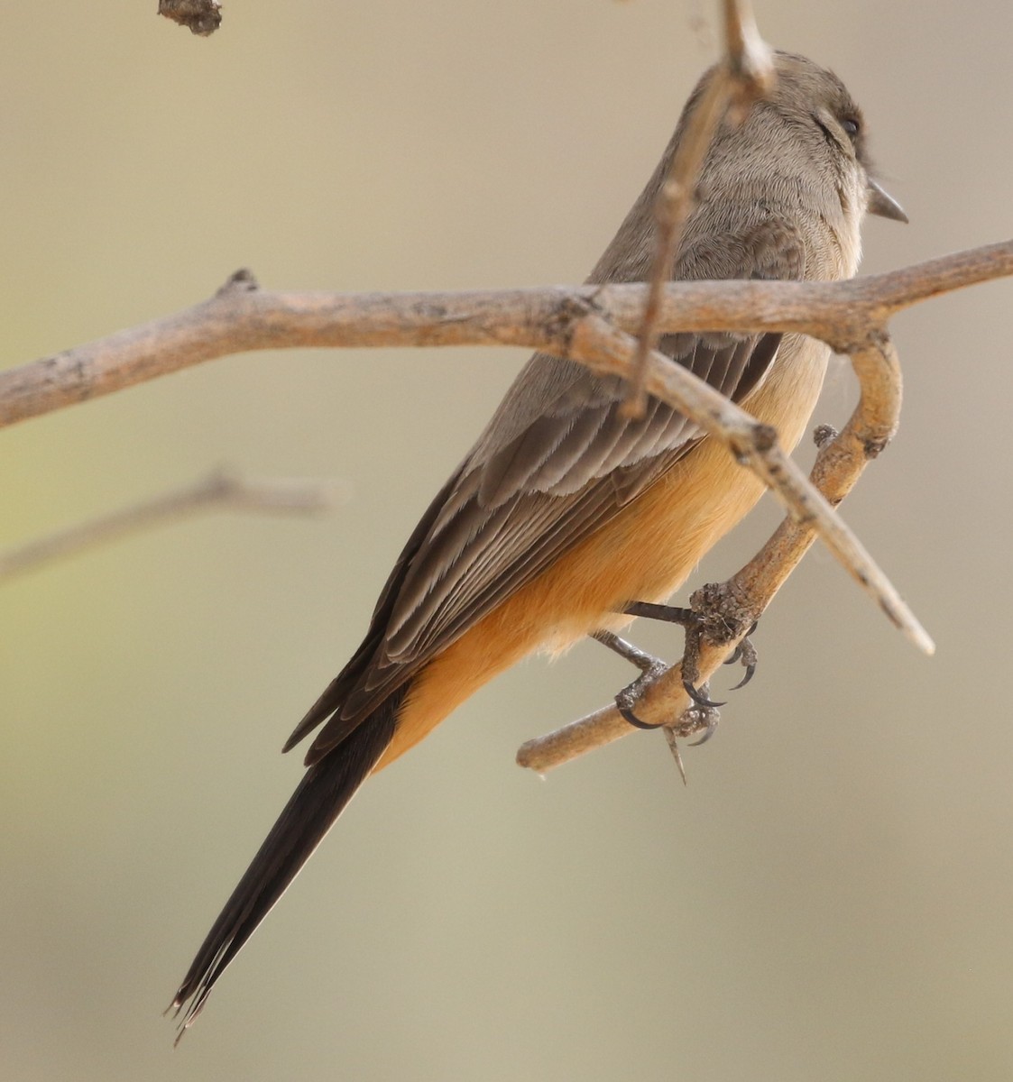 Say's Phoebe - ML615441480