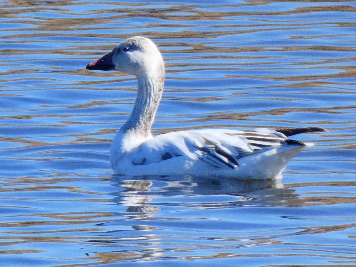 Snow Goose - ML615441493