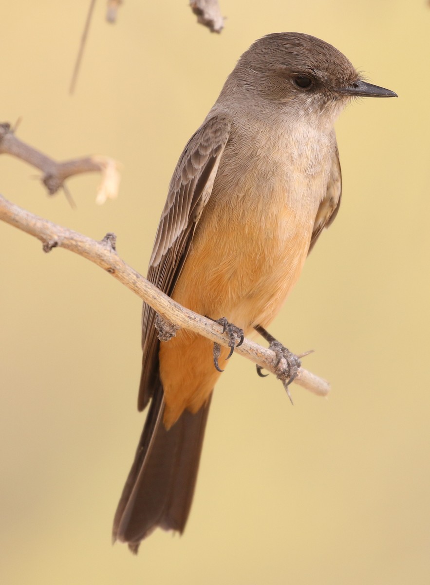 Say's Phoebe - ML615441494