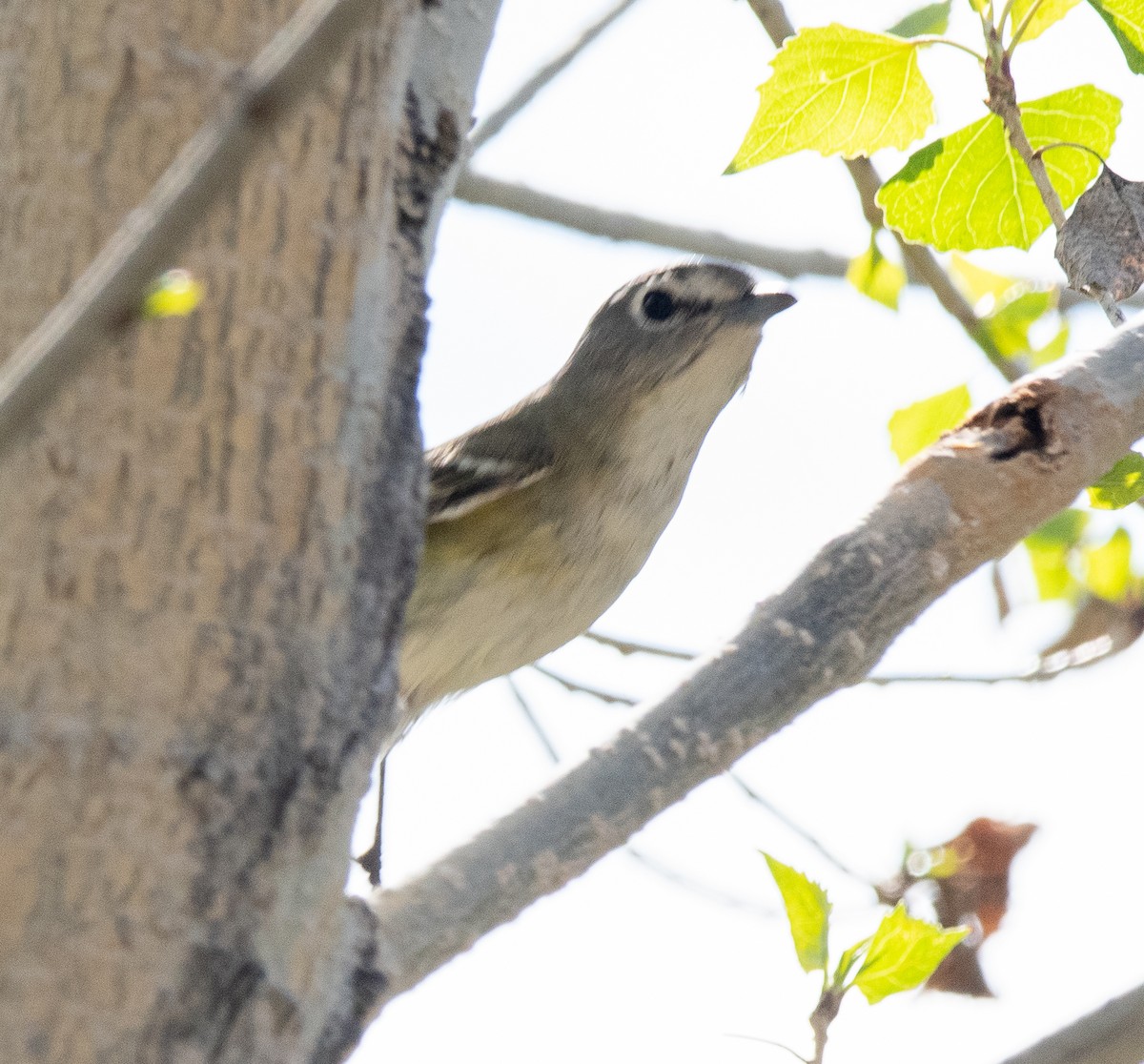 Cassin's Vireo - ML615441505