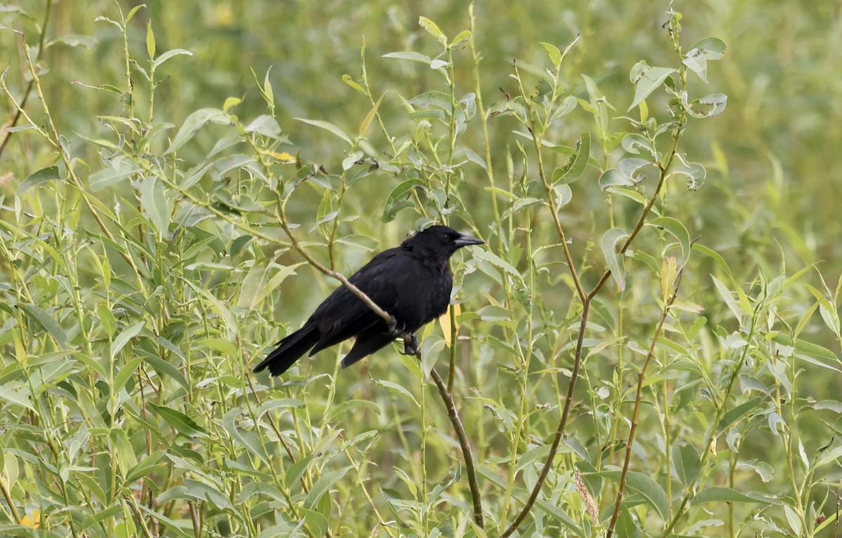 Austral Blackbird - ML615441524