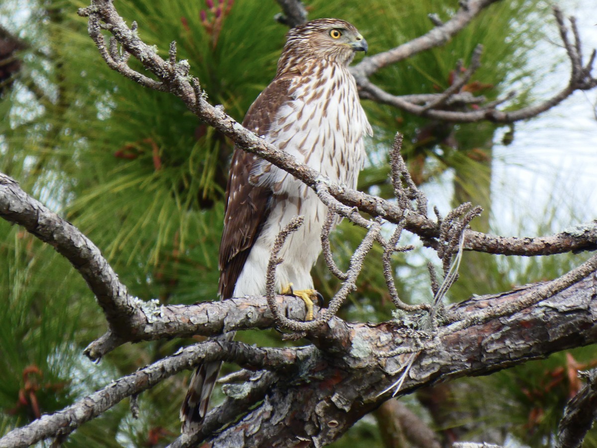 Cooper's Hawk - ML615441545