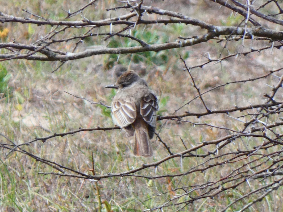 Ash-throated Flycatcher - ML615441564