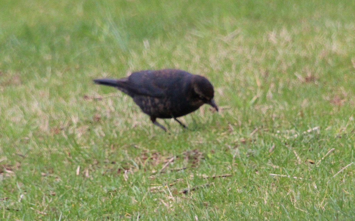 Rusty Blackbird - ML615441567