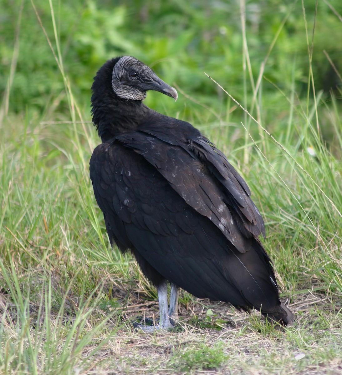 Black Vulture - Constance Vigno