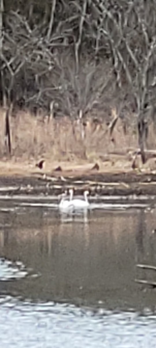 Trumpeter Swan - Connie Weber