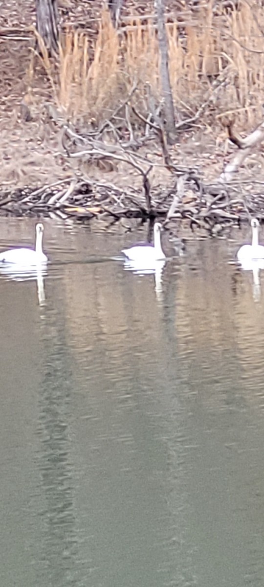 Trumpeter Swan - Connie Weber