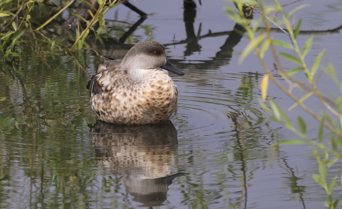 Crested Duck - ML615441585