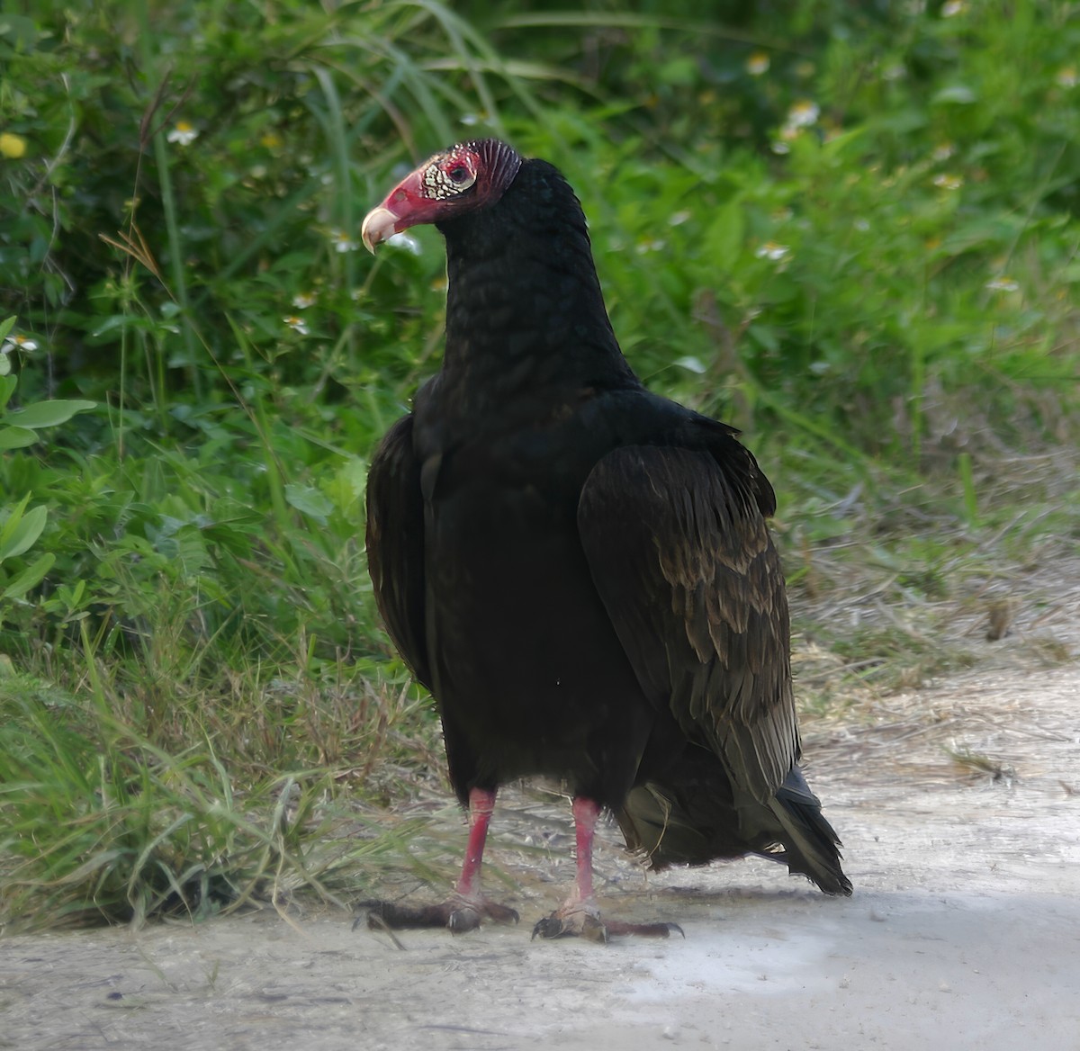 Turkey Vulture - Constance Vigno