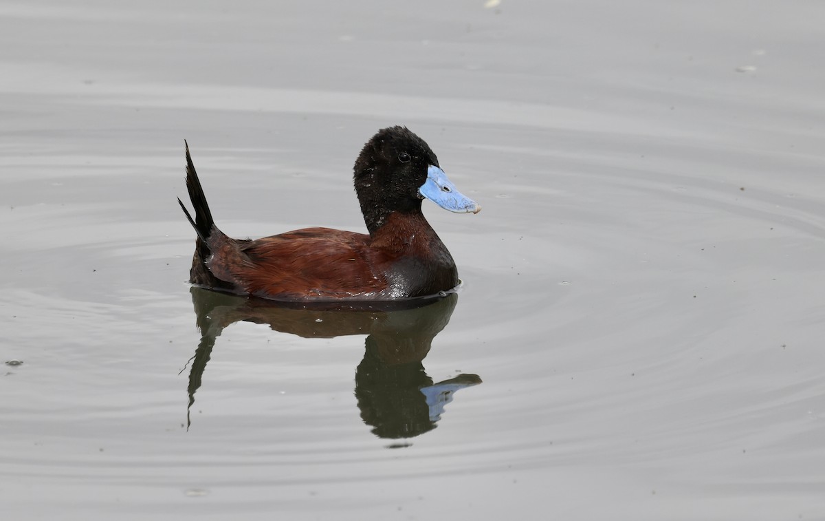 Andean Duck - ML615441591