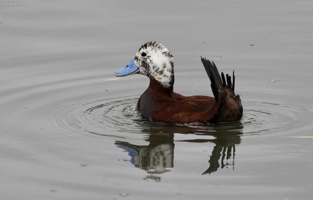 Andean Duck - ML615441592
