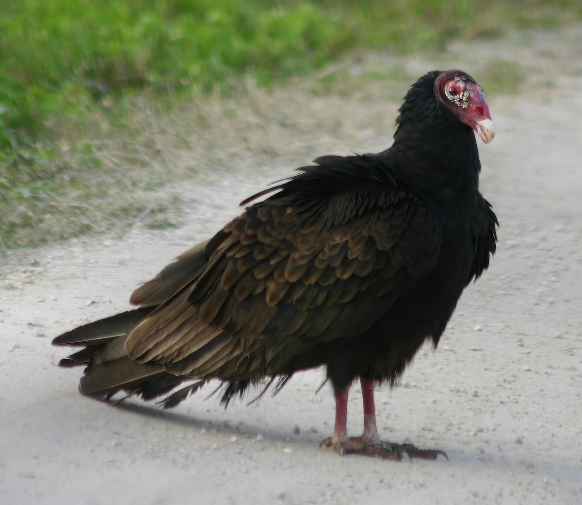Turkey Vulture - Constance Vigno