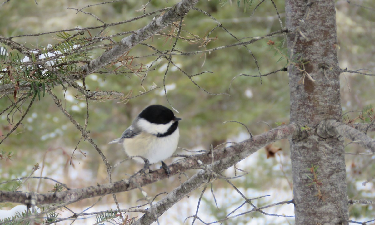 Black-capped Chickadee - Jenny Pizzey