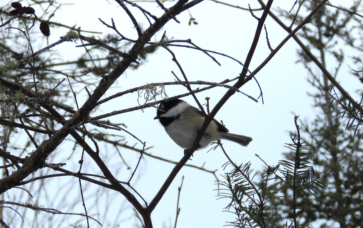 Black-capped Chickadee - Jenny Pizzey