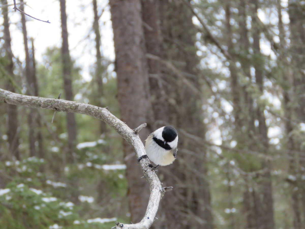 Black-capped Chickadee - Jenny Pizzey