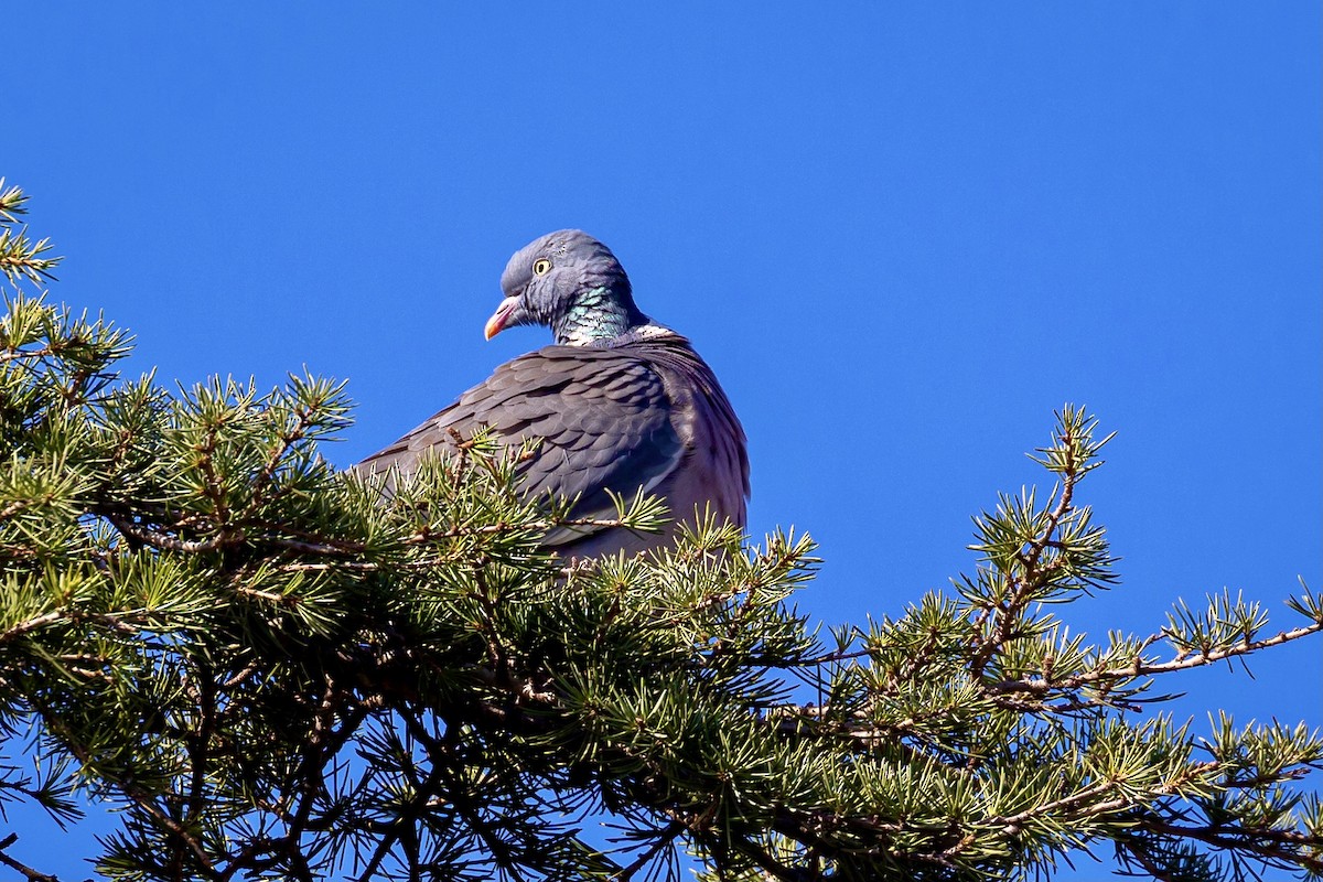 Common Wood-Pigeon - ML615441620