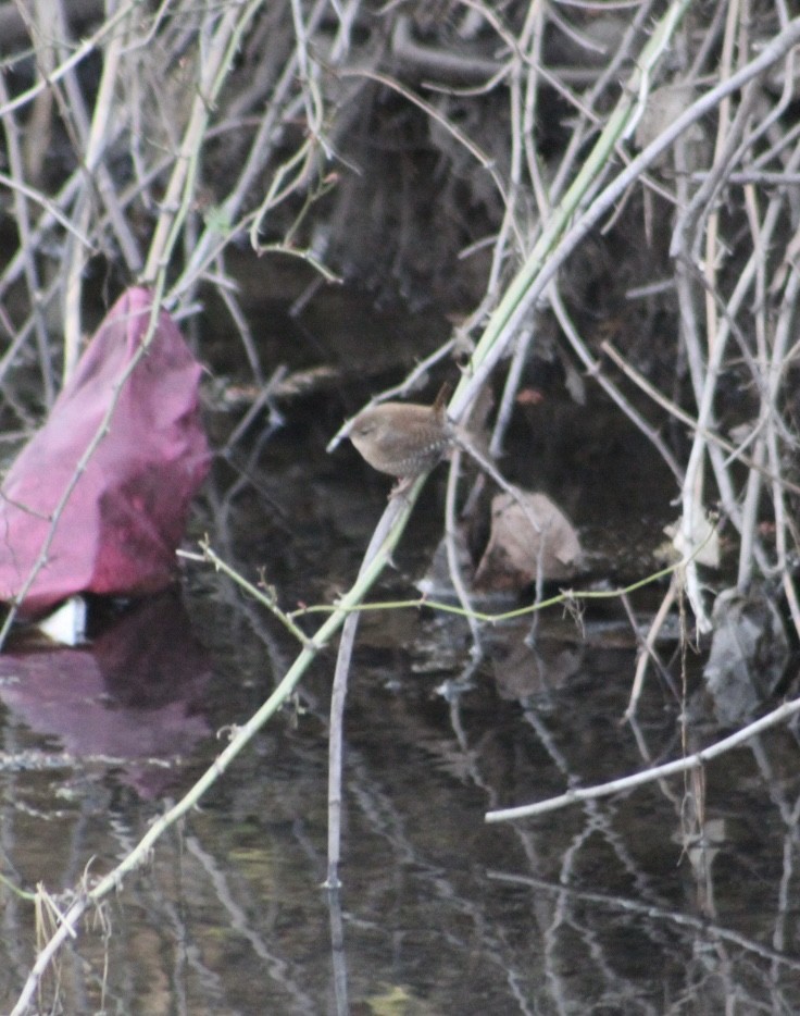 Winter Wren - ML615441625