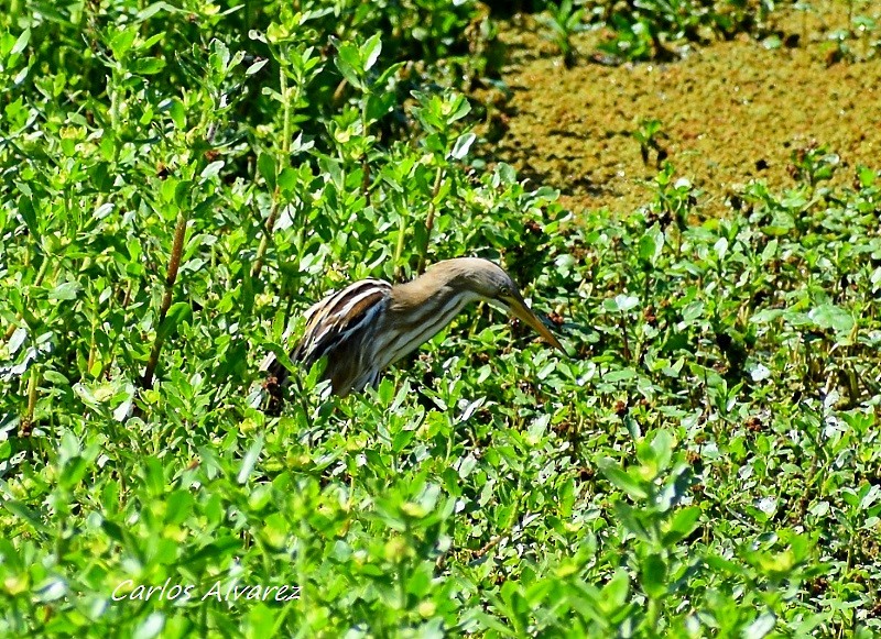 Stripe-backed Bittern - Carlos  Alvarez