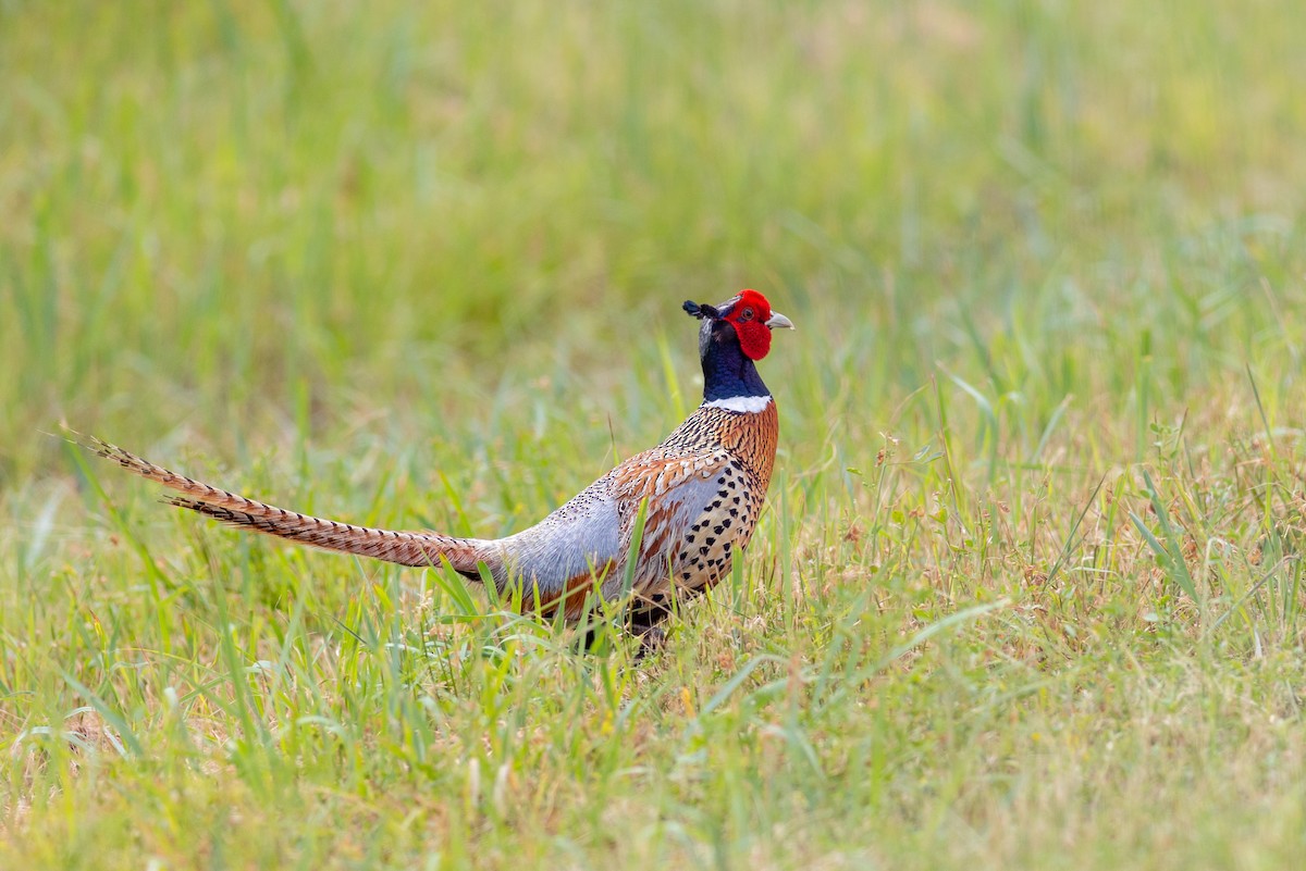 Ring-necked Pheasant - ML615441776