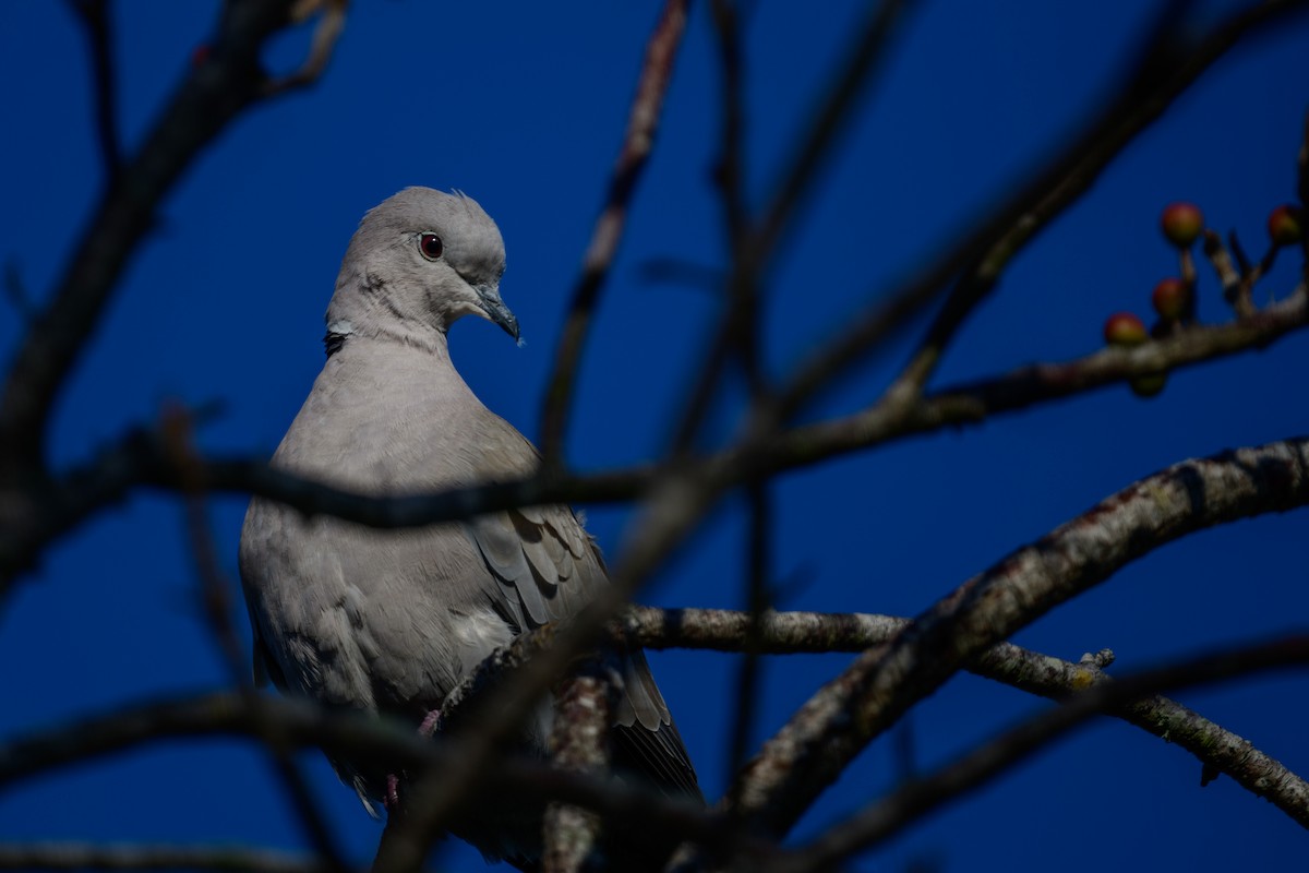 Eurasian Collared-Dove - ML615441783