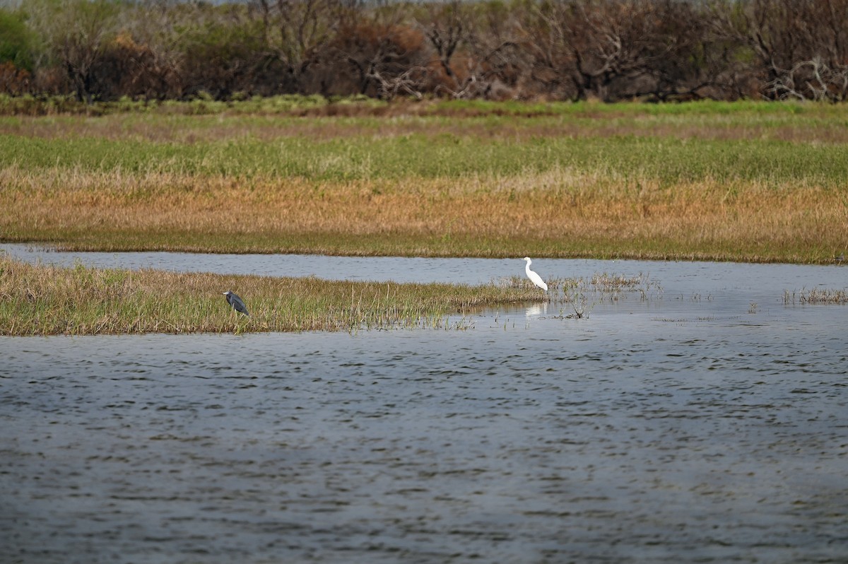 Snowy Egret - ML615441815