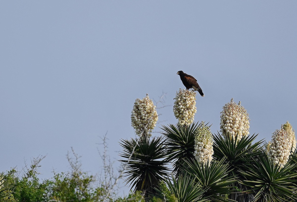 Harris's Hawk - ML615441824