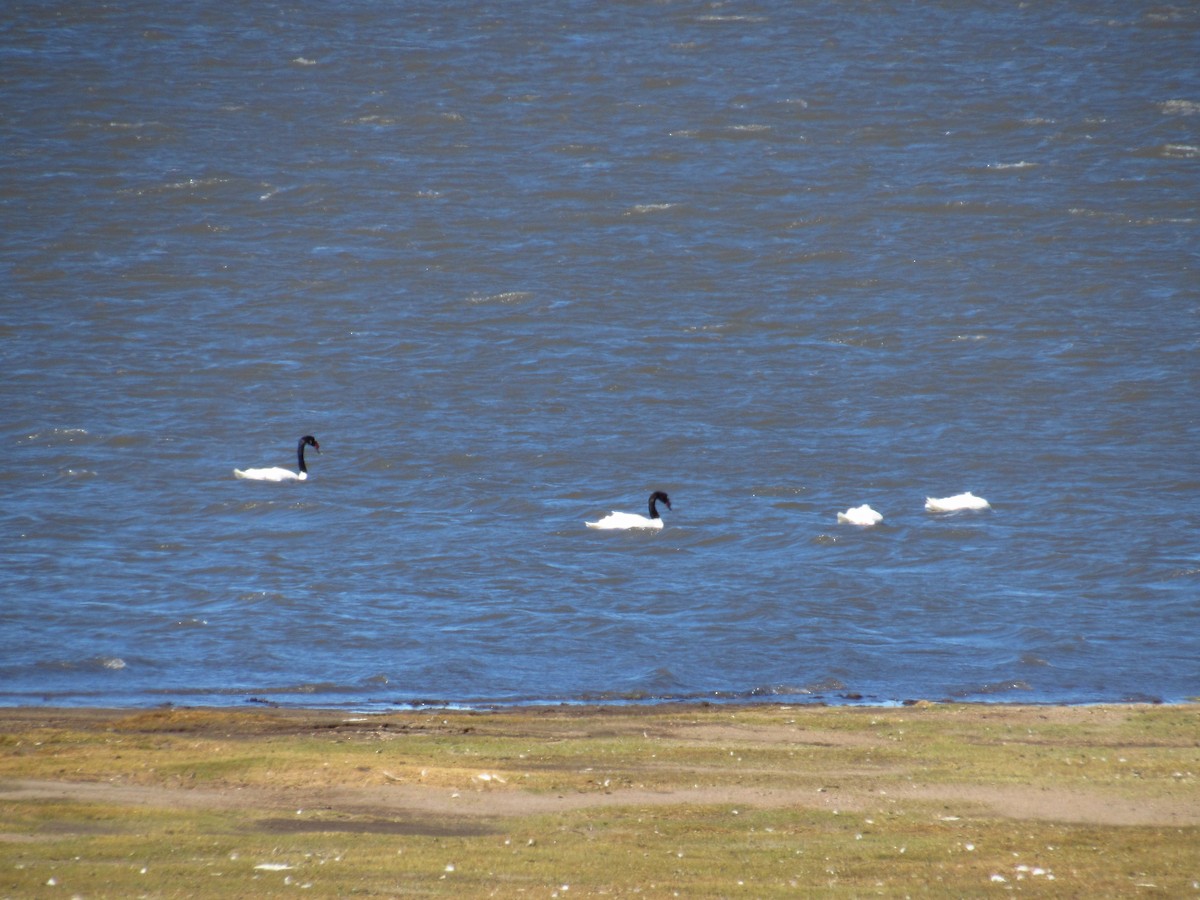 Black-necked Swan - Mario Reyes