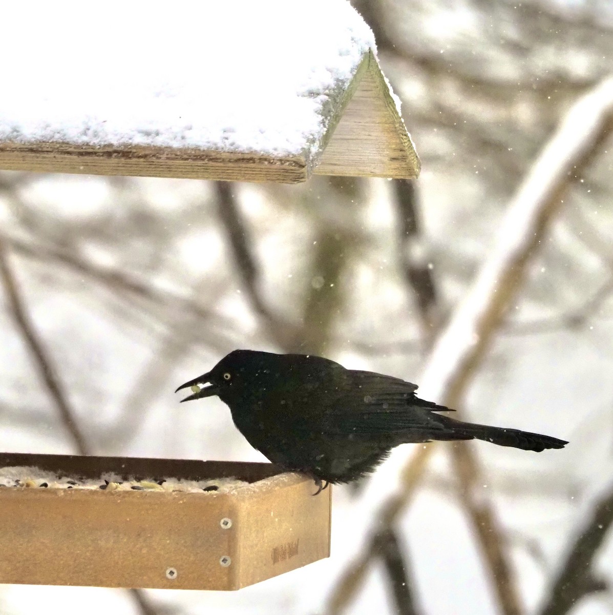 Common Grackle - ML615441890