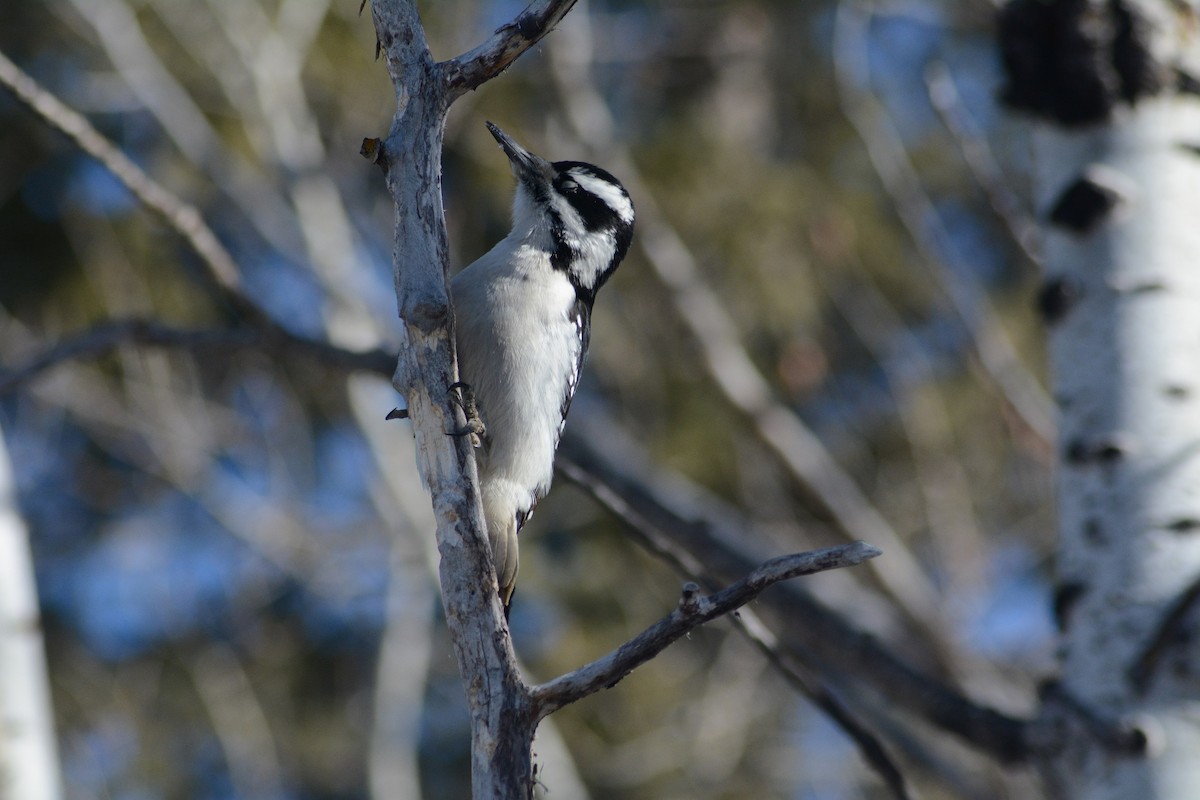 Hairy Woodpecker - ML615441892