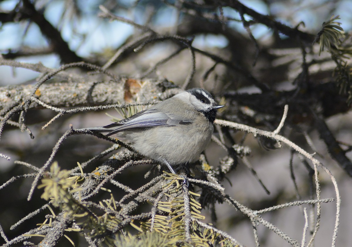 Mountain Chickadee - ML615441901