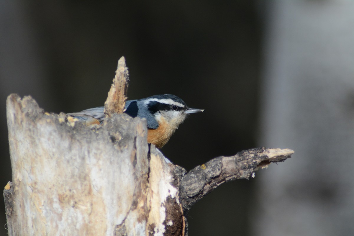 Red-breasted Nuthatch - ML615441903