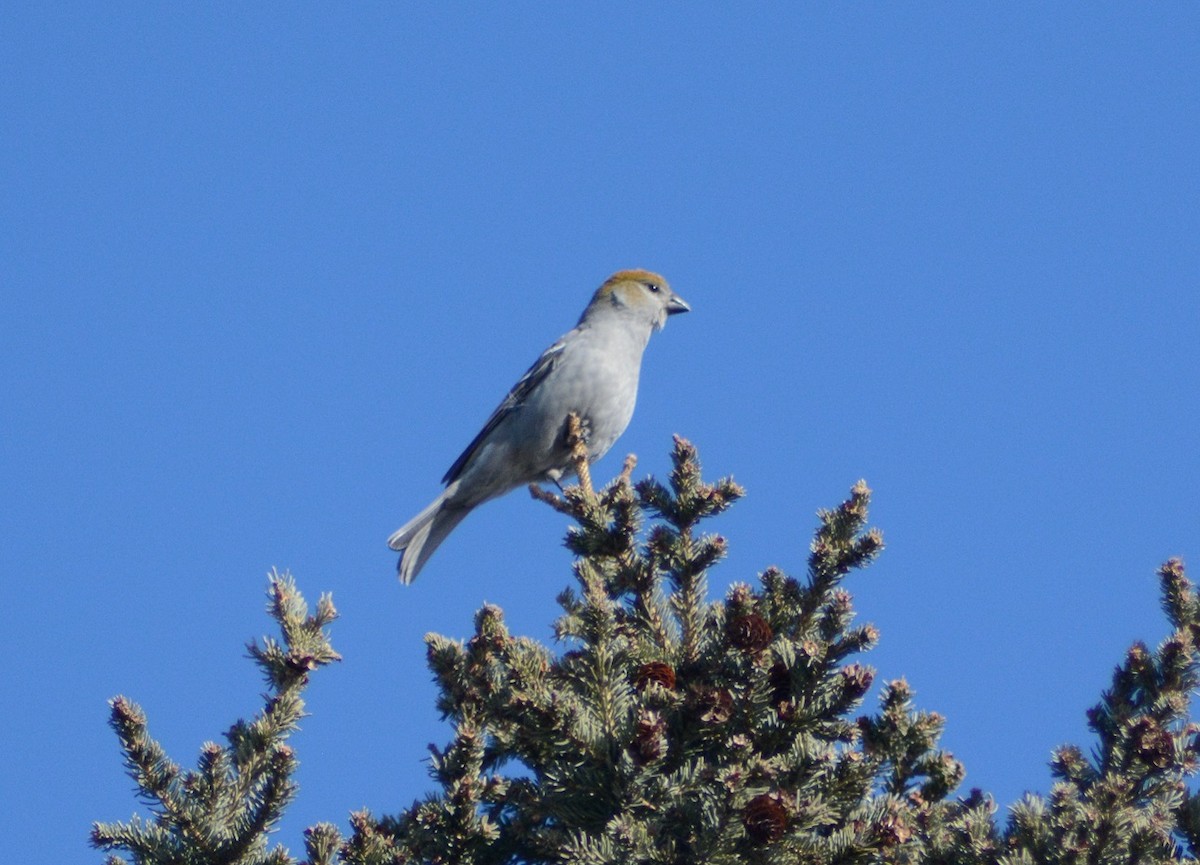 Pine Grosbeak - ML615441911